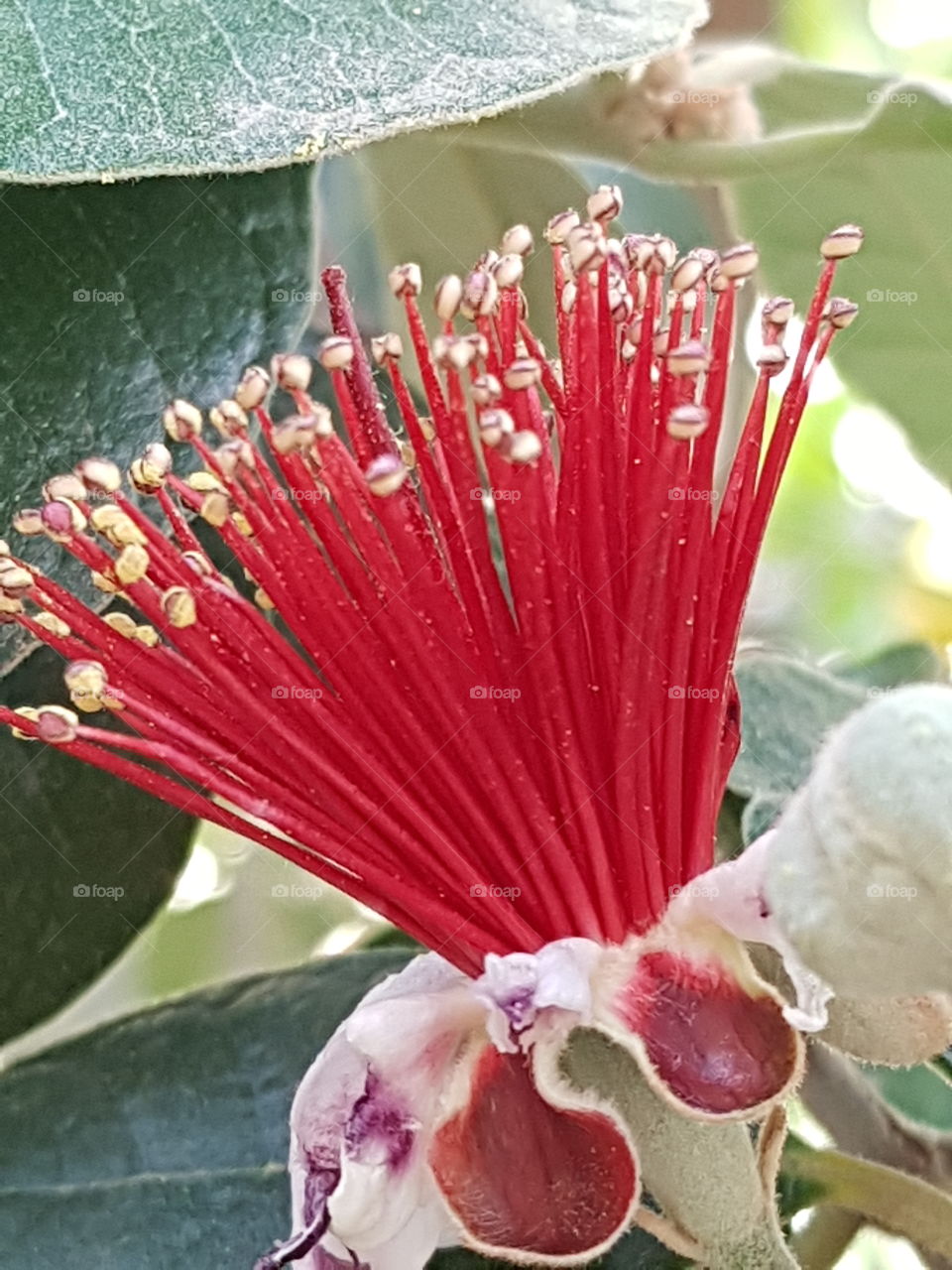 fagioia flower