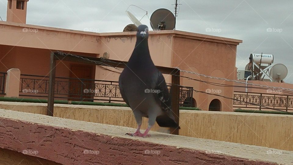 A beautiful pigeon looking at my camera.