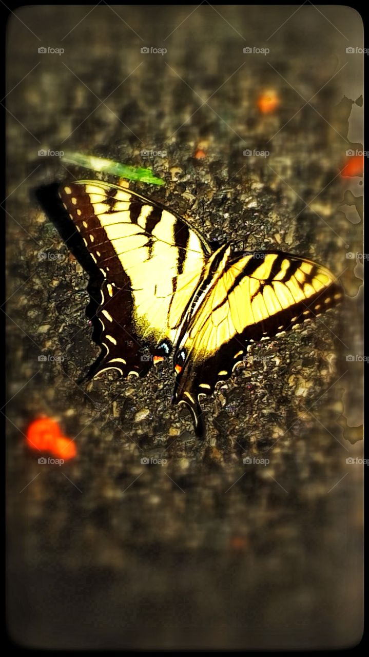 Two-tailed Swallowtail. butterfly