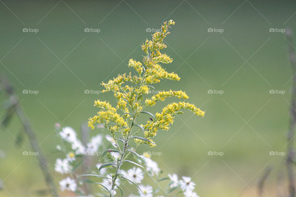 Yellow and white flowers in field