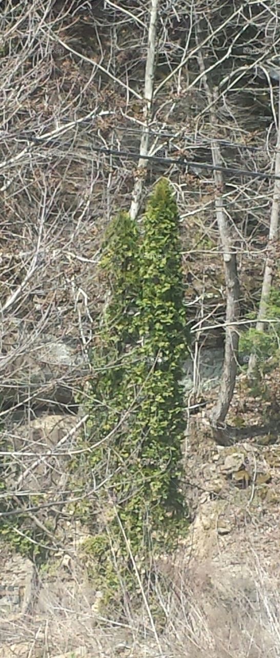 Cedar Pine