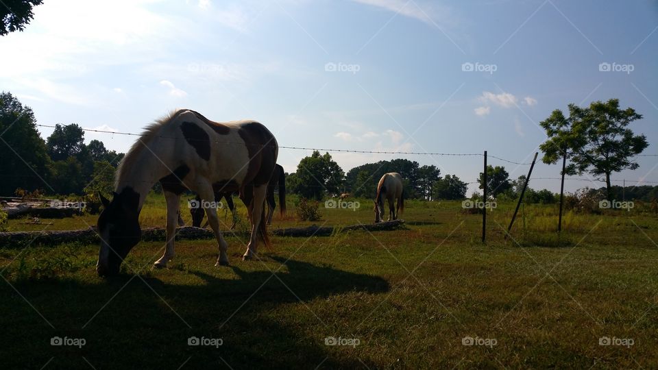 Mammal, Grass, Cavalry, Farm, Landscape