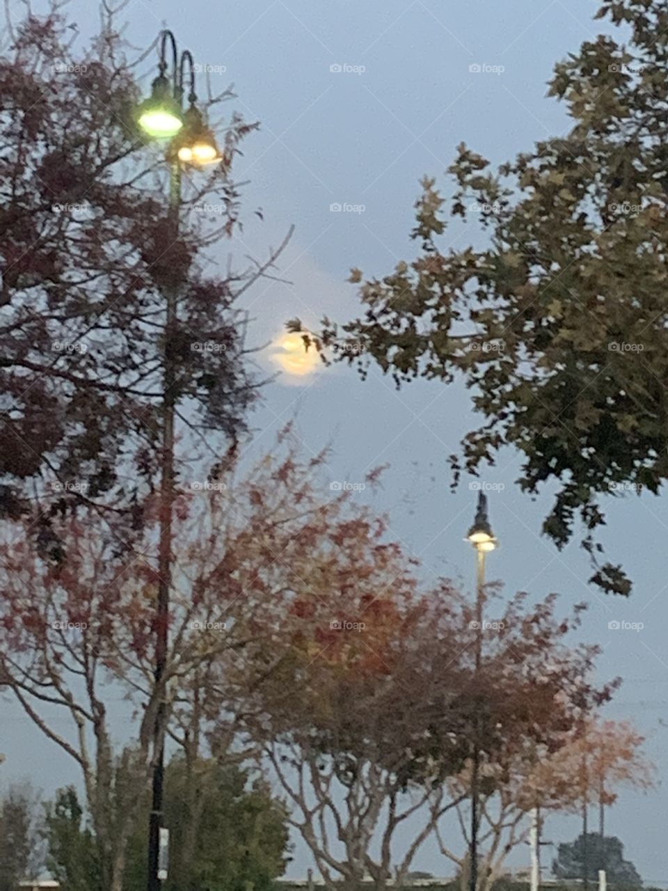 Moon peeking up behind the trees