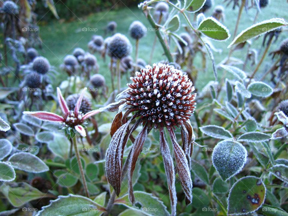 hoarfrost on a flower
