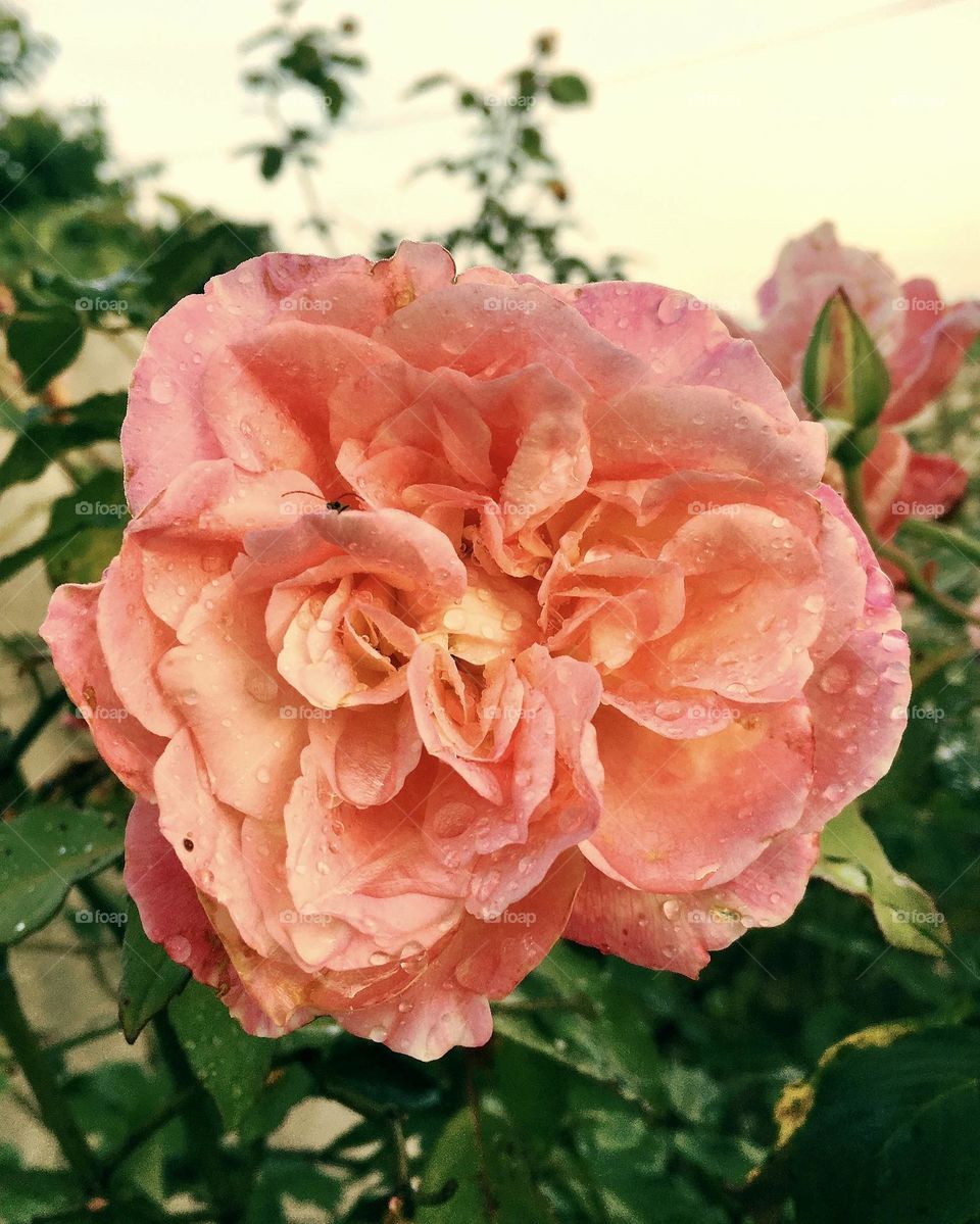 🌹 🇺🇸 Very beautiful flowers to brighten our day.  Live nature and its beauty. Did you like the delicate petals? / 🇧🇷 Flores muito bonitas para alegrar nosso dia. Viva a natureza e sua beleza. Gostaram das pétalas delicadas? 