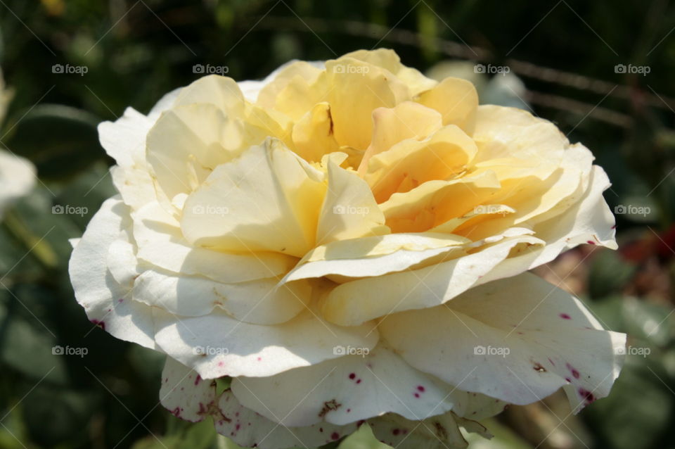 flower closeup