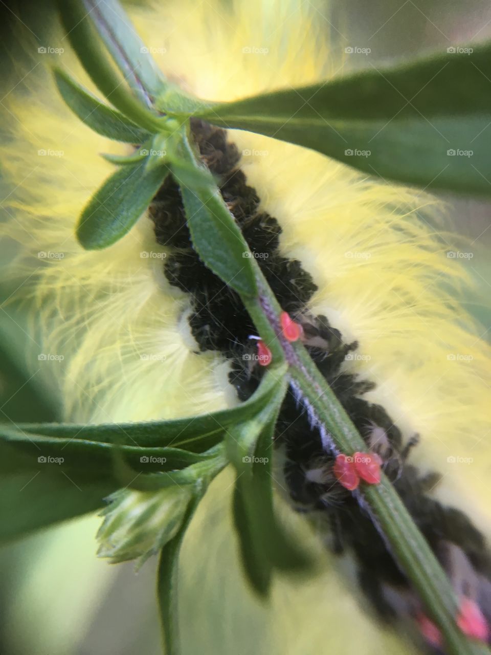 American dagger moth caterpillar clinging to branch