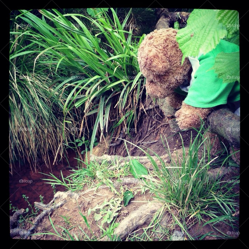 Bear looking at stream