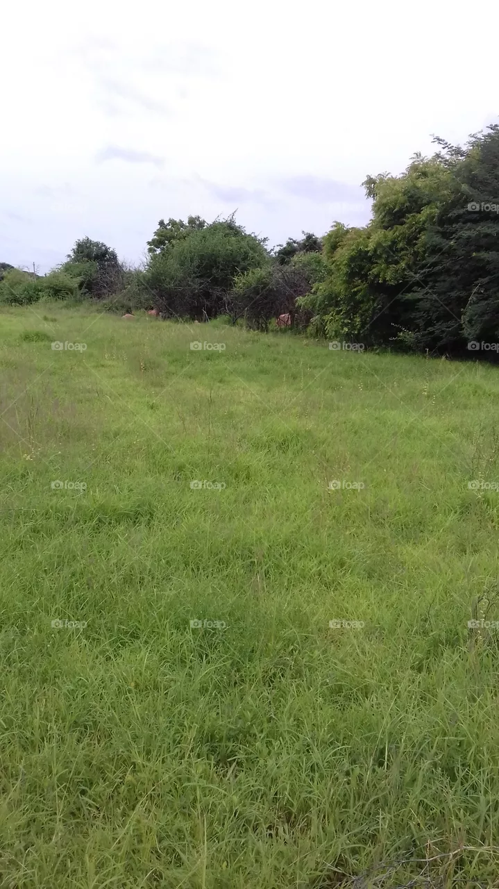greenary