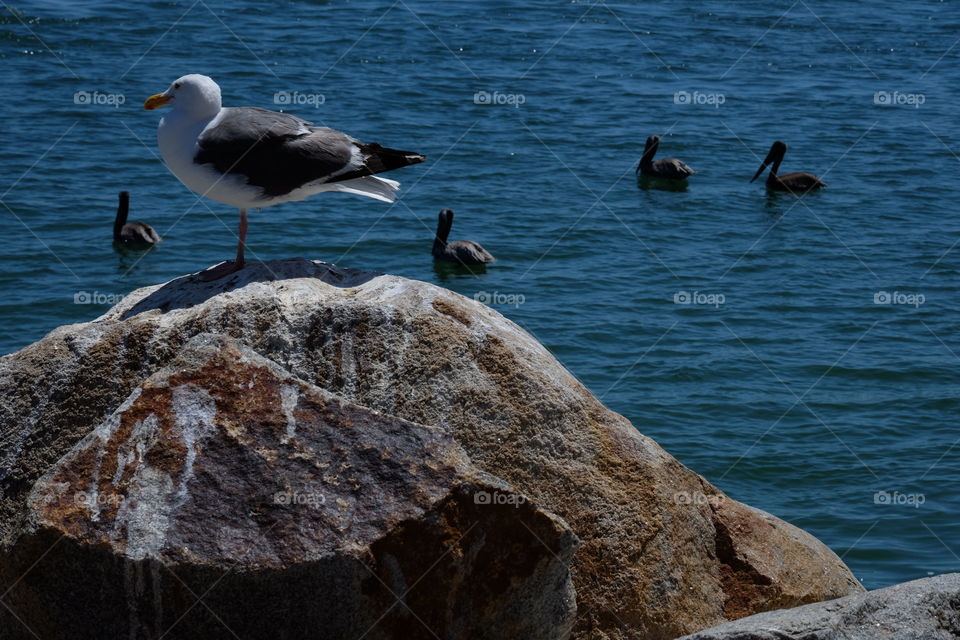 Herring gull resting on one leg.