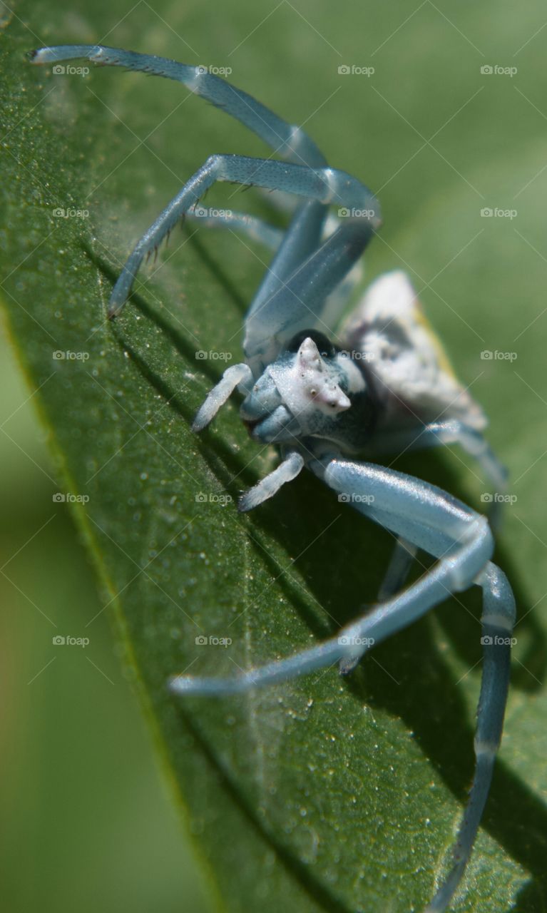 Light blue spider