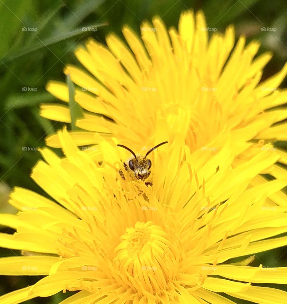 bee biene insekt blühen blume Blüte yellow gelb
