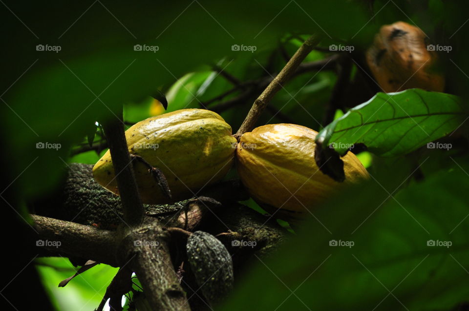 Cacao