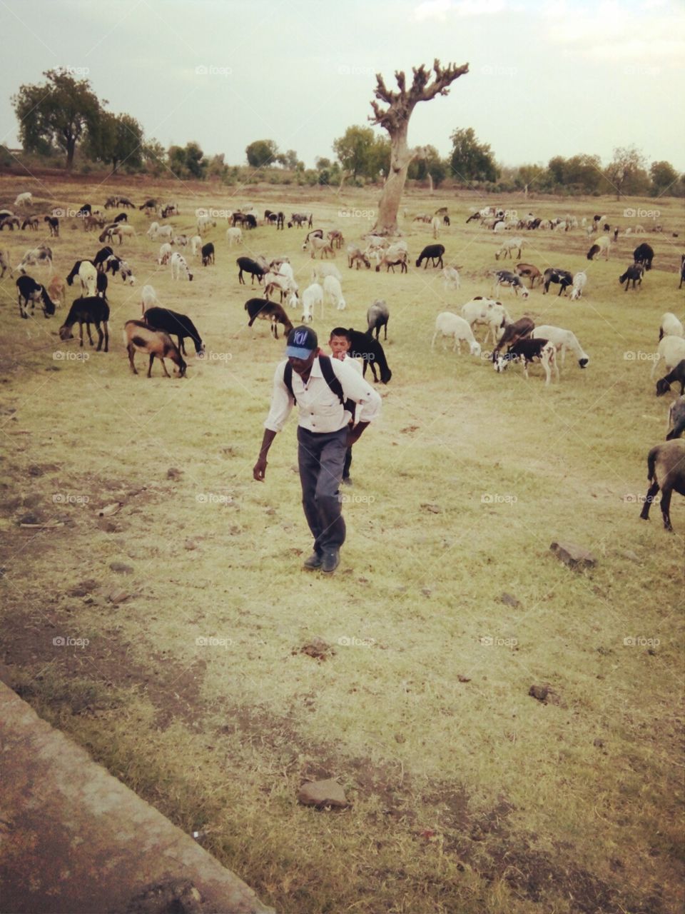 Photo of sheep/photos of natural/ photos of sheep That photo/man and sheep/pics of sheep and man/black sheep photo/white sheep photo/indian colour full shee photo/real photo of sheep/natural photo/good photo of sheep/lovely photo/indian man photo