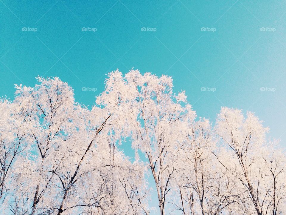 Frosty Trees