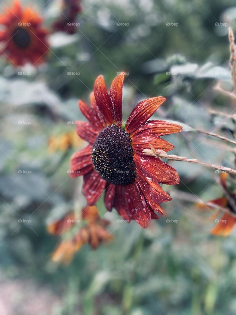 Chocolate mix sunflower dripping with dew