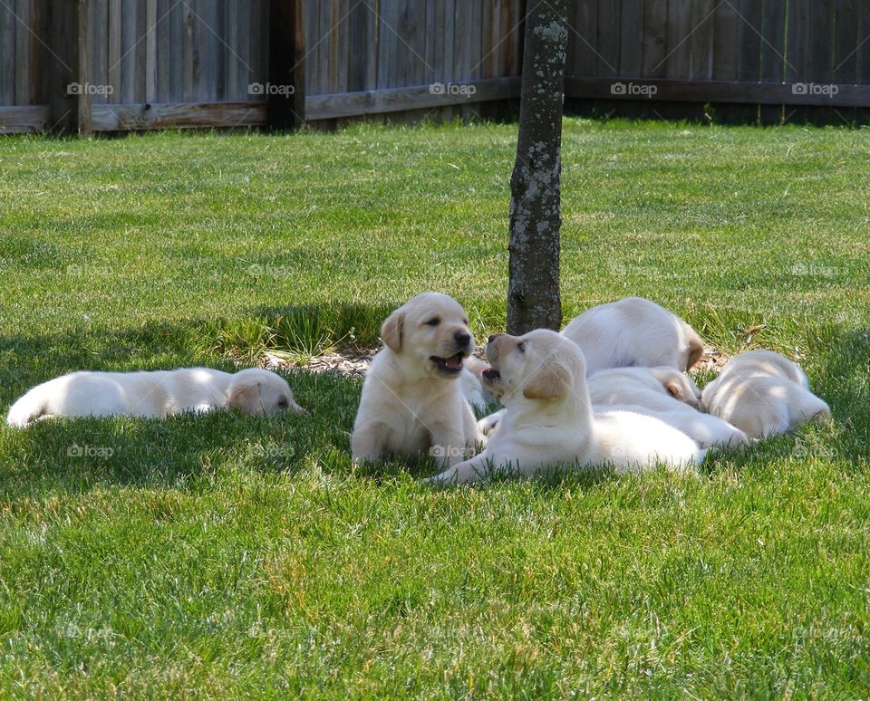 Two of the puppies are talking to each other.
