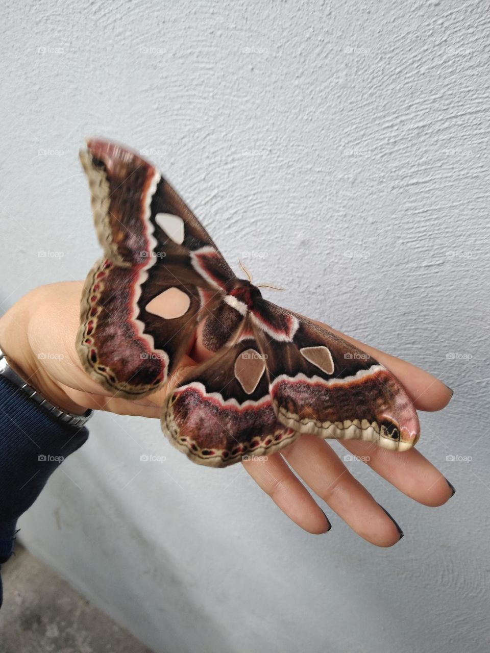 Impressive atlas moth.