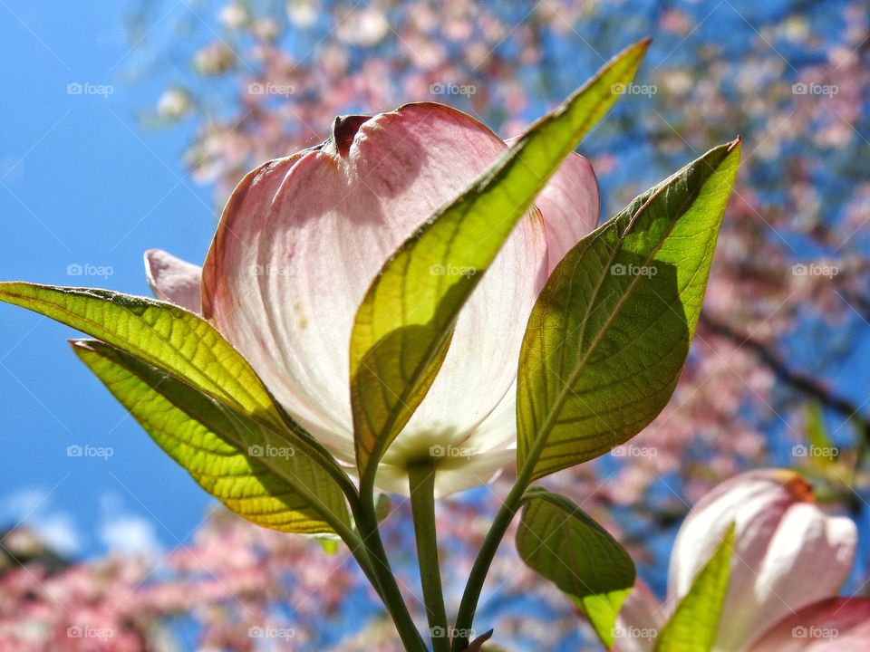 Light Through The Magnolia Blossom