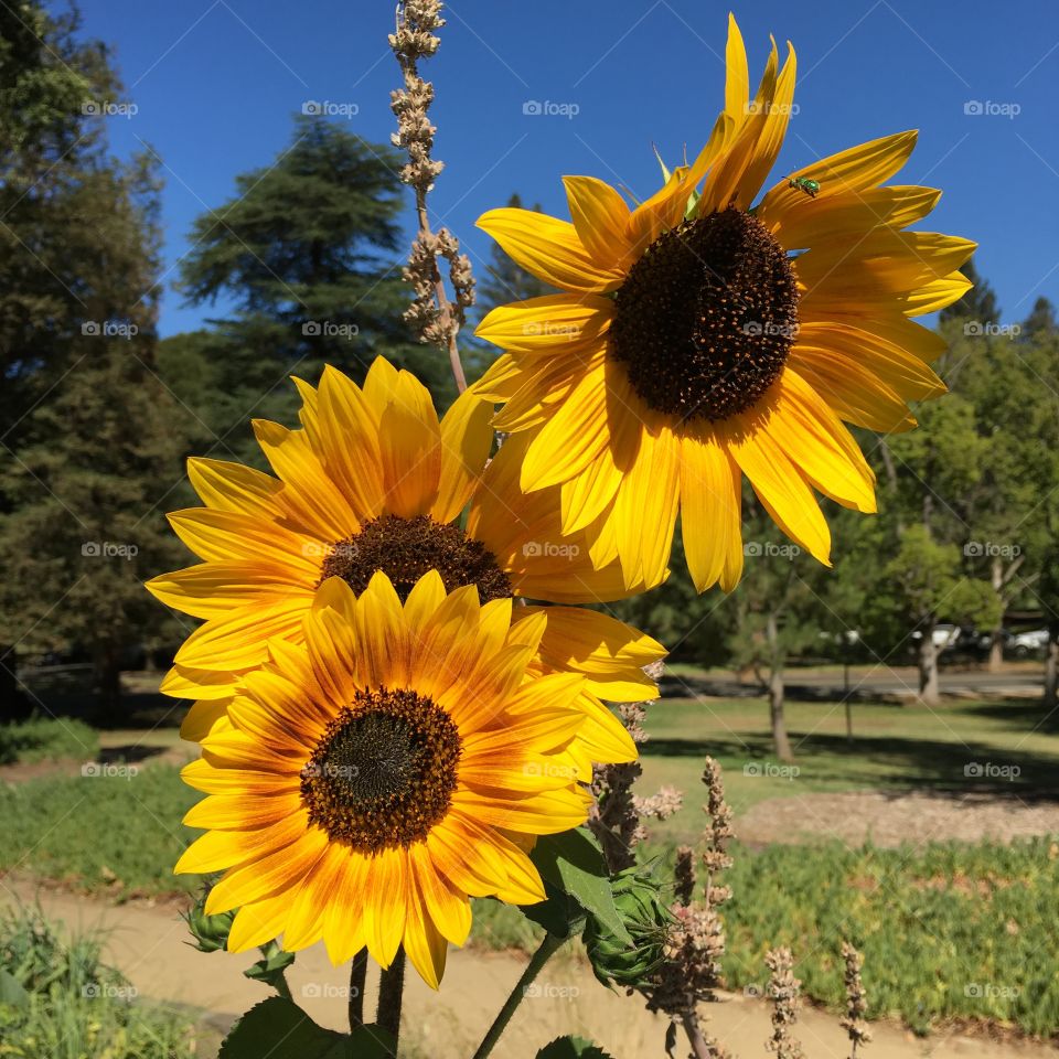 Sunflower, Summer, Nature, Flower, No Person