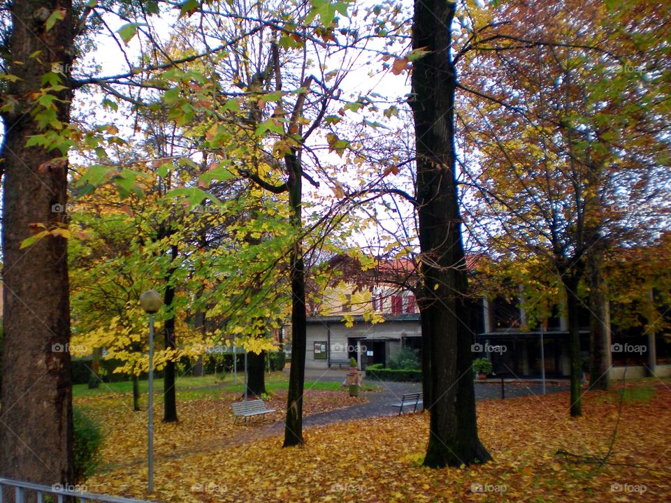 Trees in autumn in the yard of an house at Reggio Emilia city ( Italy ).