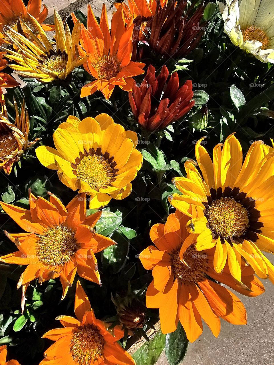 Attractive flowers in red,  orange and yellow are head turners!