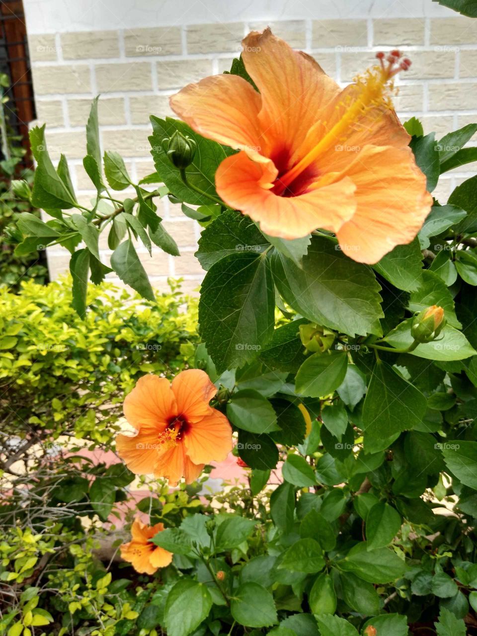 a beautiful orange hibiscus flowers in the garden