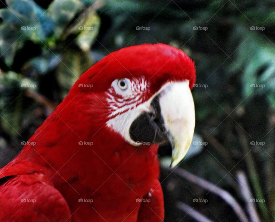 red animal bird parrot by landon