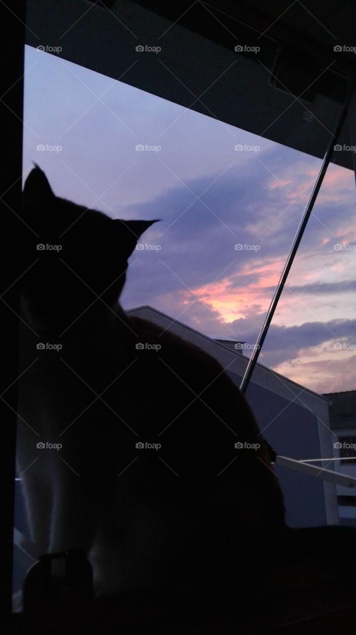 Cat in a window with lilac sunset