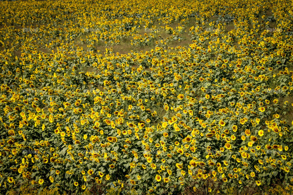 Sunflower field, look from above