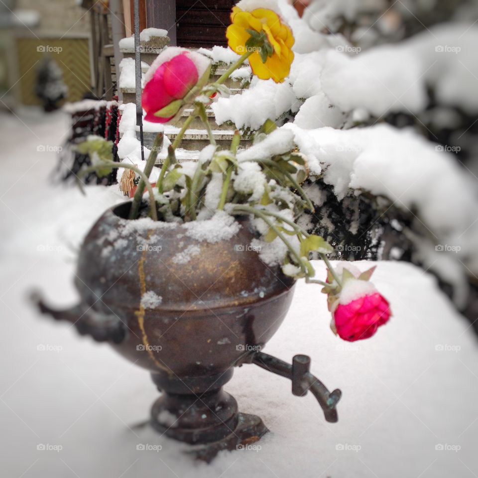 snowy ranunculus outside