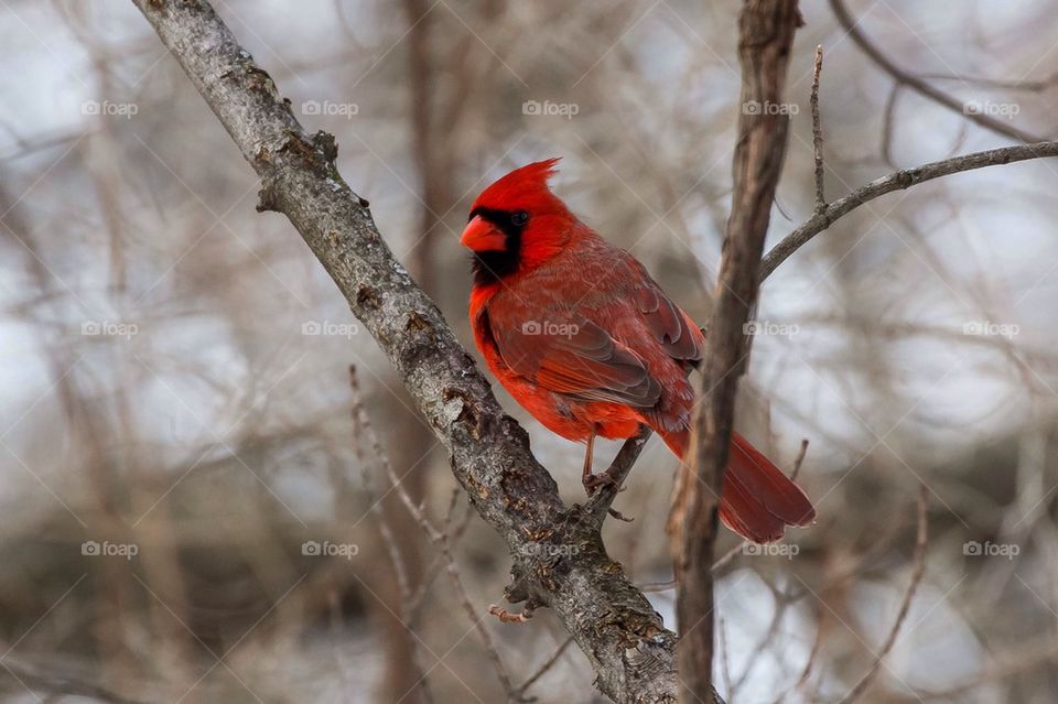 Strong cardinal 