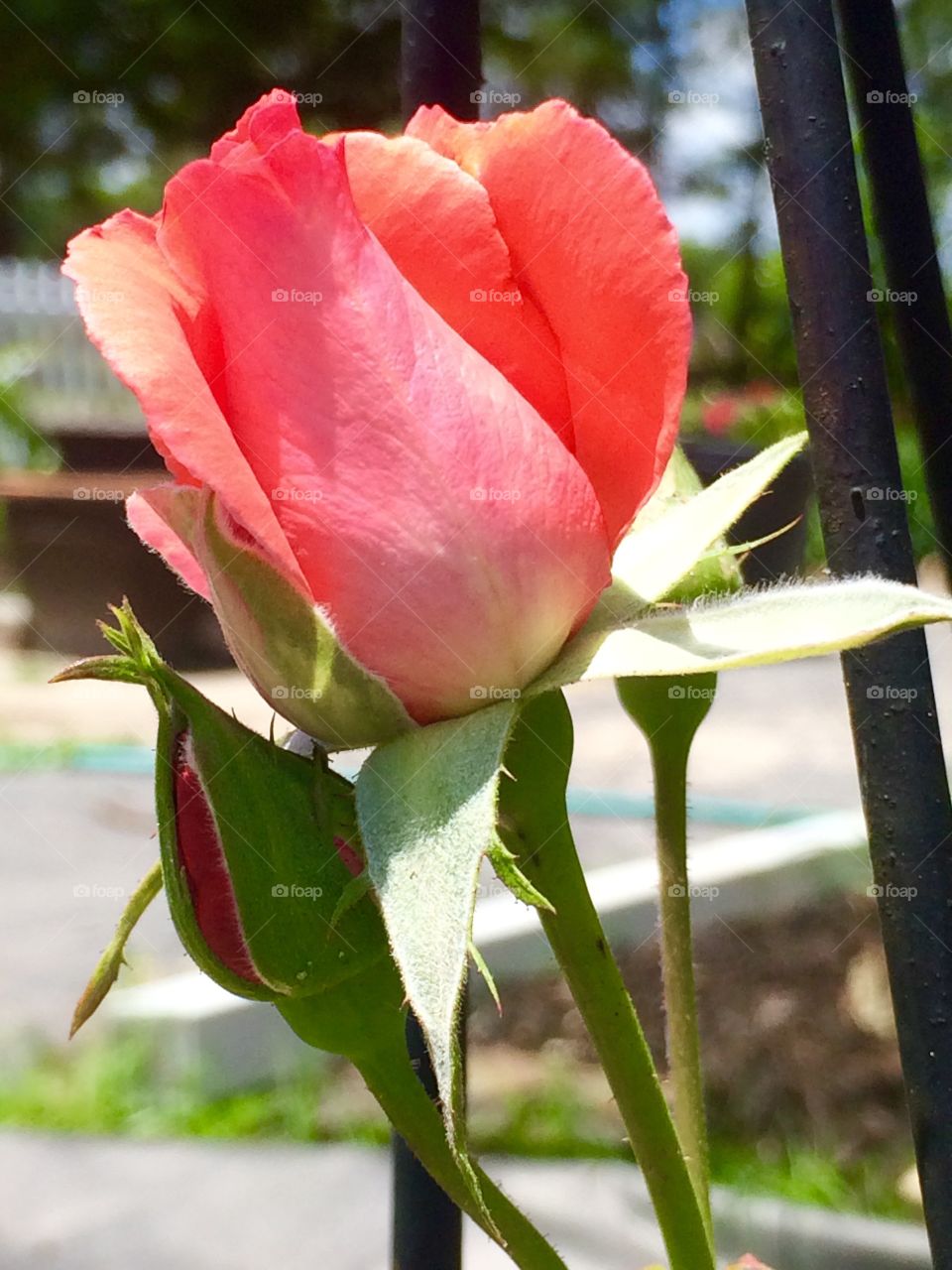 Watermelon rose