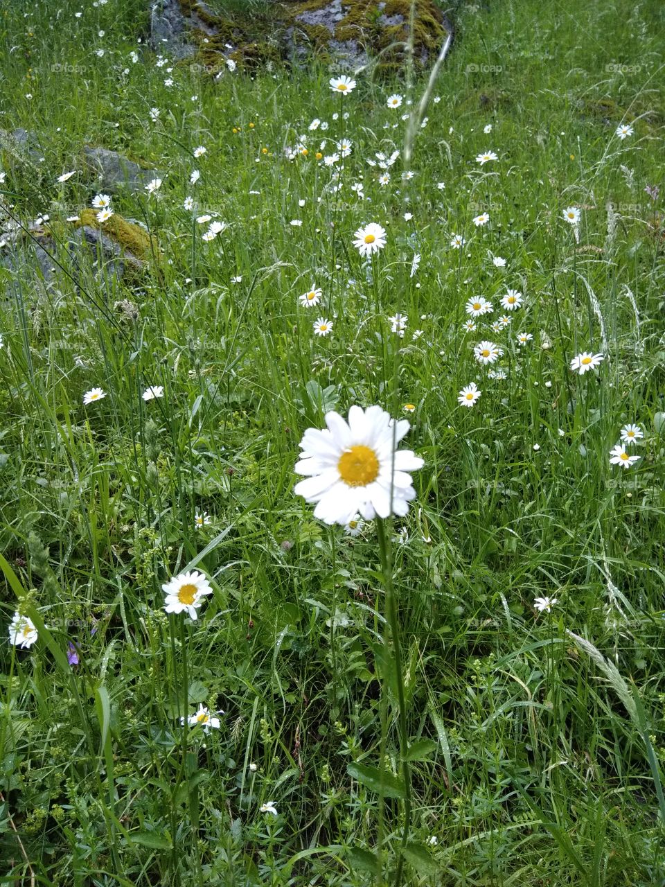 Kurpark in Bad Wildbad