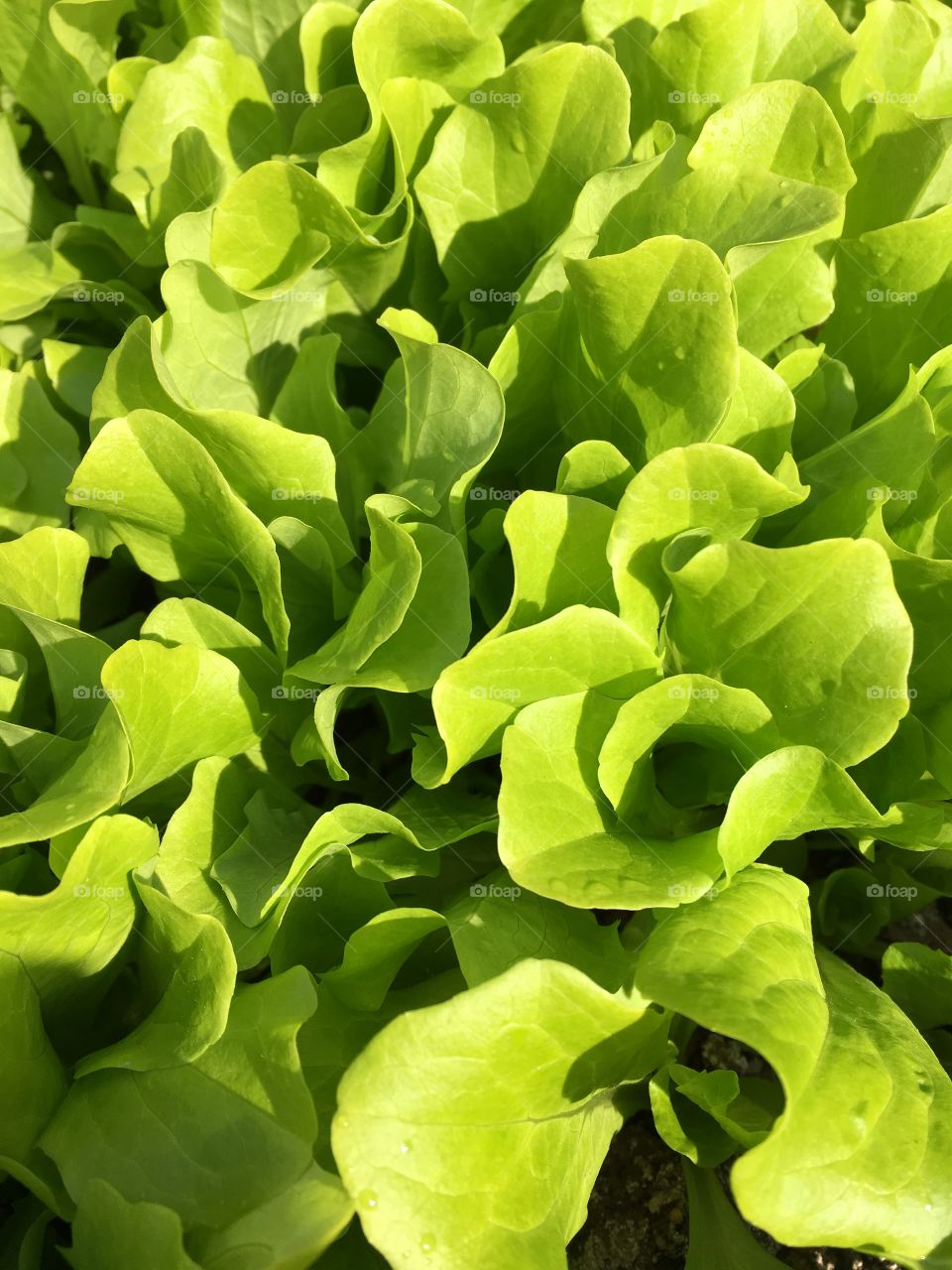 Close up lettuce in sun light 