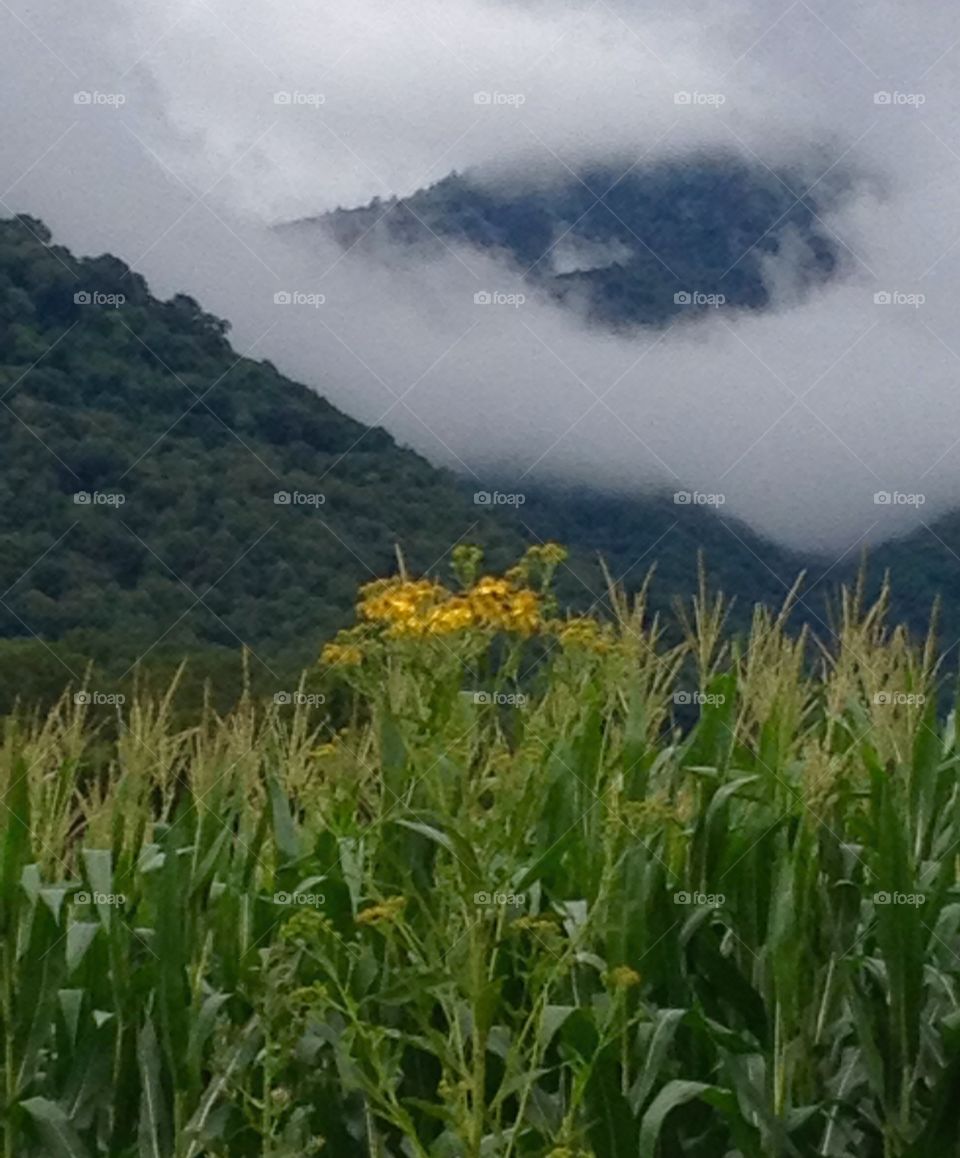 Cloud halo. Mountain fog