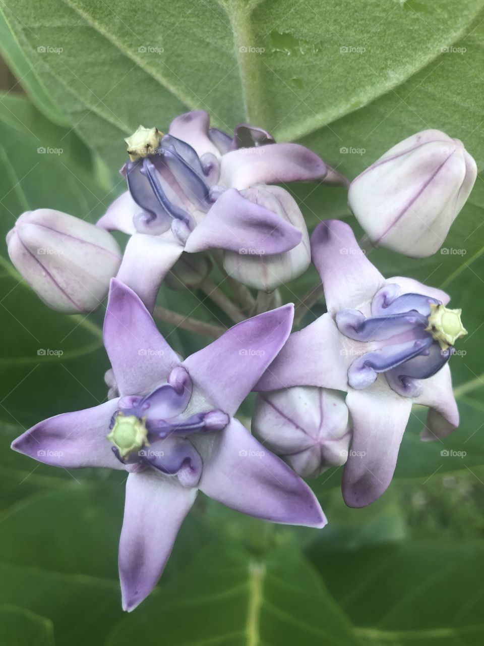 Milkweed 