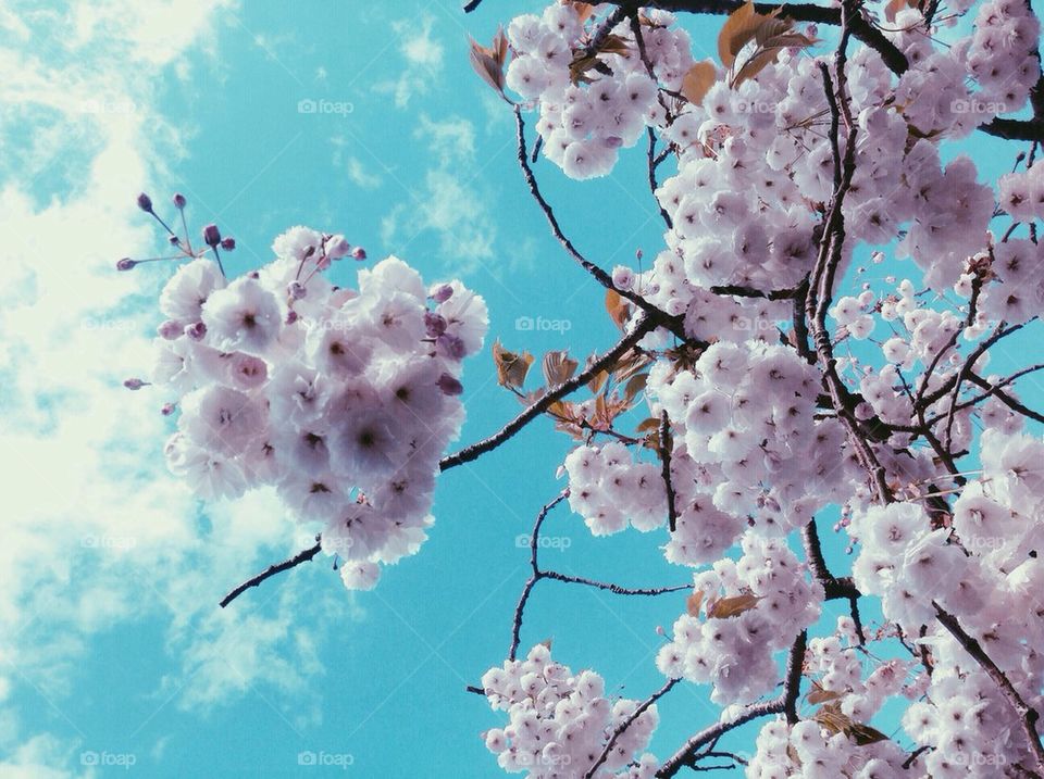 Cherry blossom sky