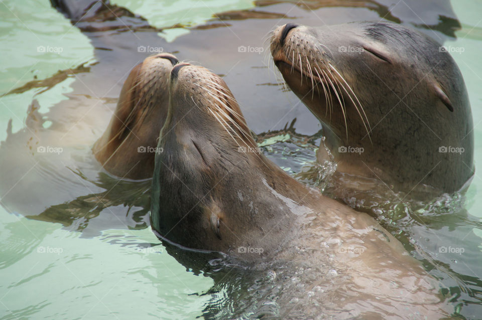 Seals Playing in the Water