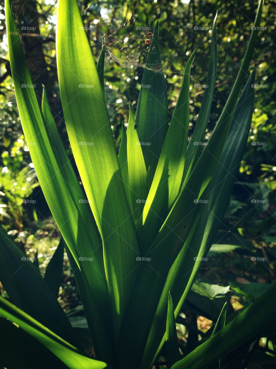 sunlight through leaf