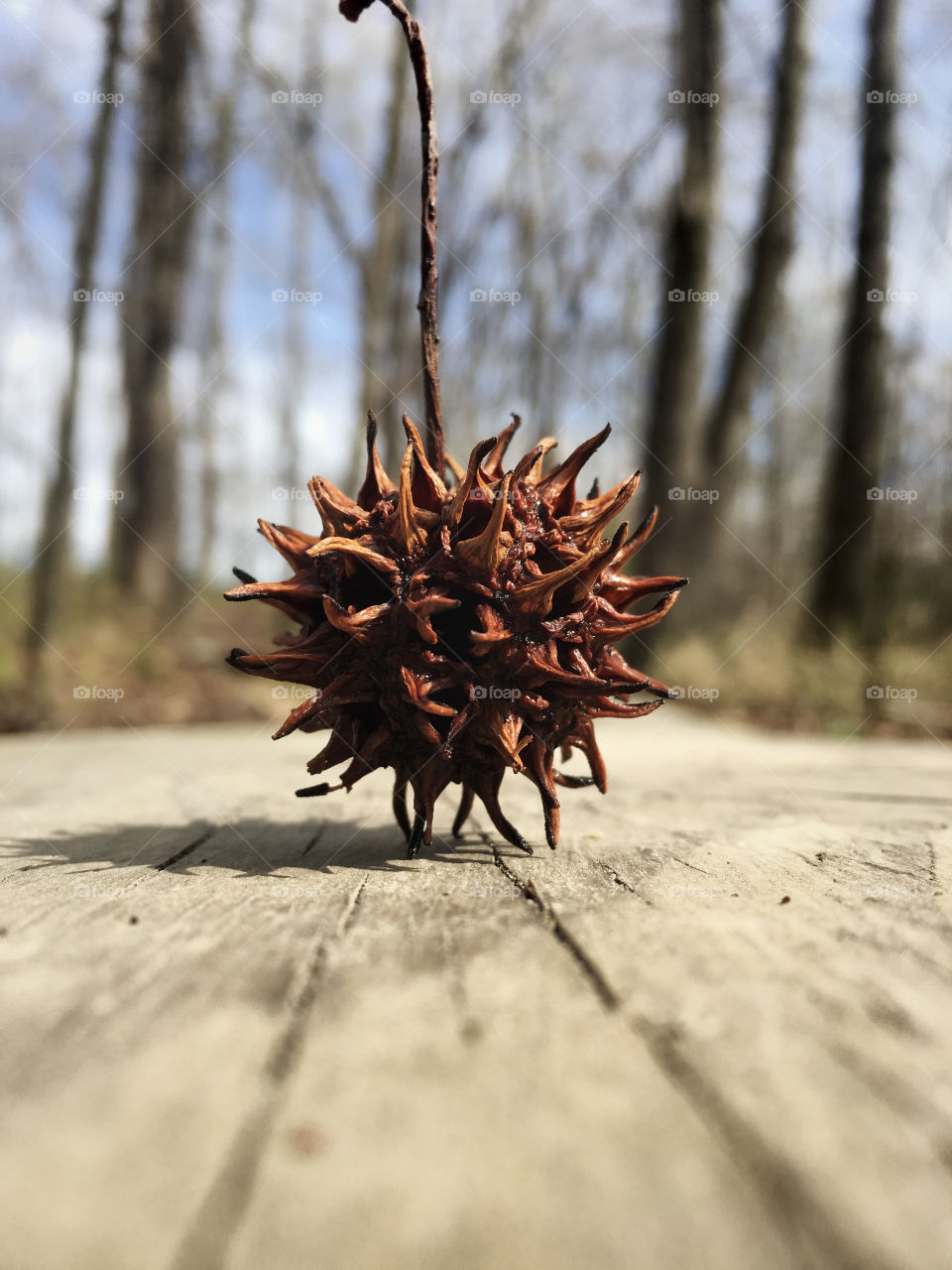 Having fun with sweetgum ball art while hiking the forest at Yates Mill Park in Raleigh, Triangle area, Wake County. 