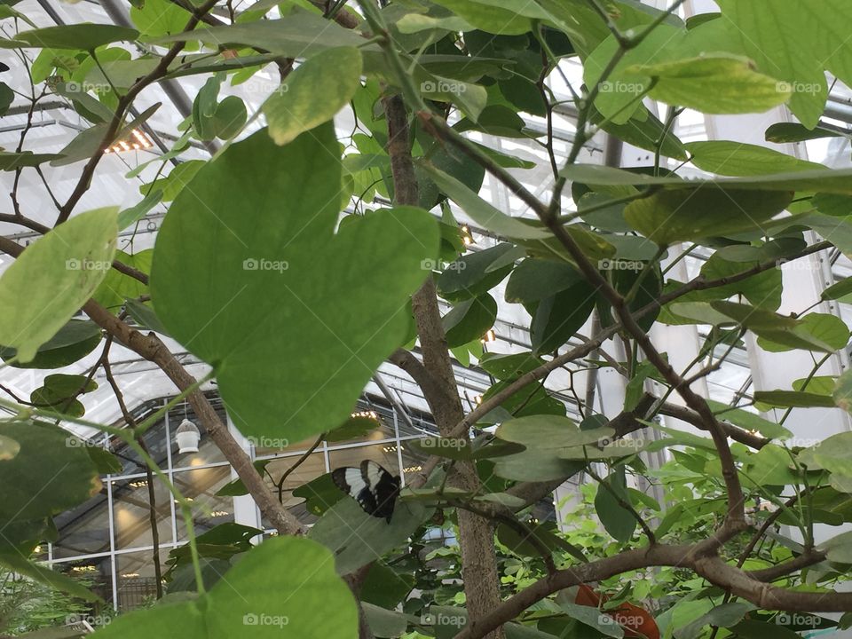 White and Black,  Spotted and Striped Butterfly. 