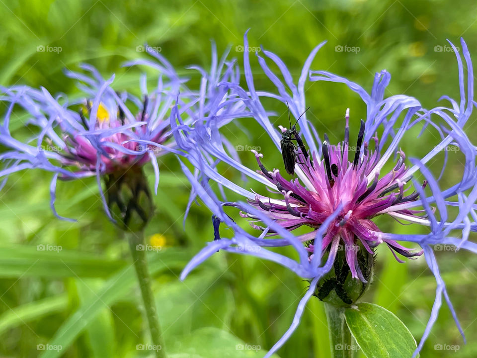 Spezielle Blüten 