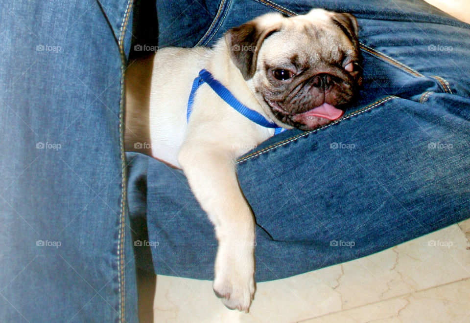 Pug puppy, dog, looking tired but happy in his human bestfriend's legs