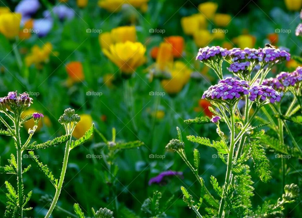 Purple yellow and orange flowers