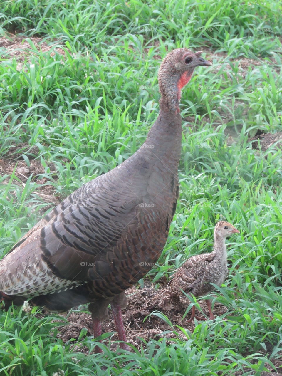 Wild Turkey hen and her poult foraging