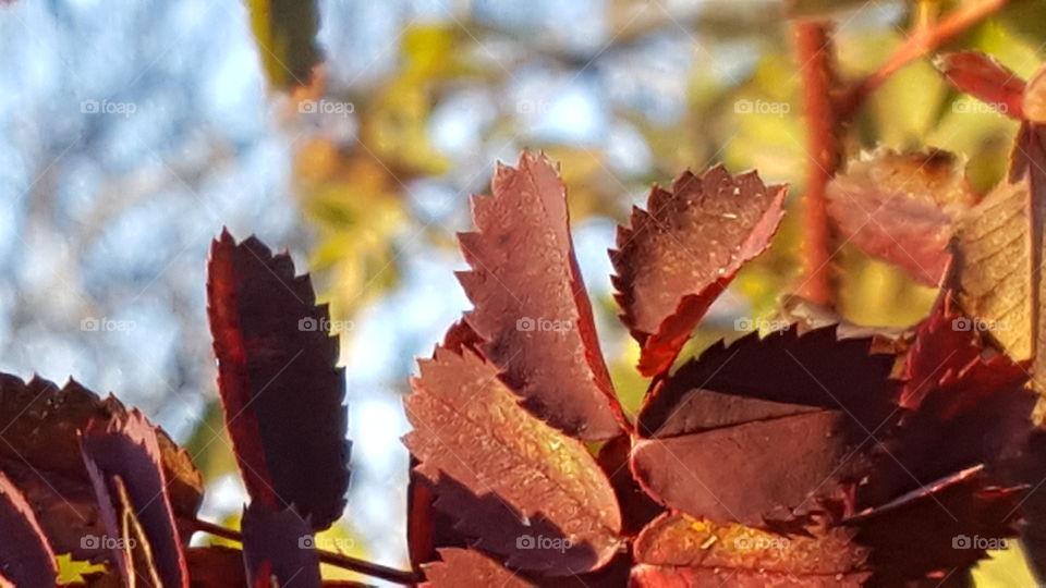 closeup of fall