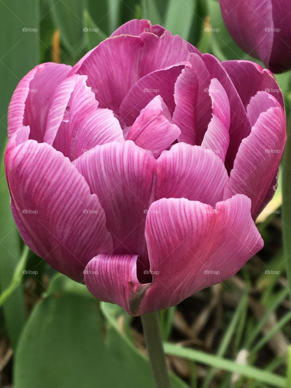 Fancy pink tulip - closeup 