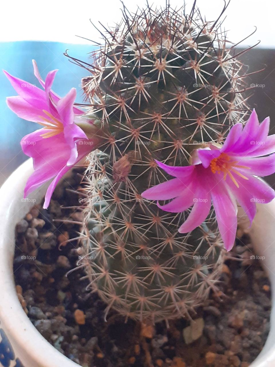 flor magenta de cactus