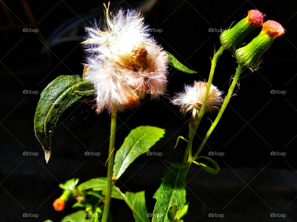 Beautiful dandelion flowers in summer